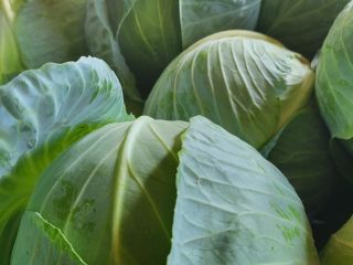 I'm selling white cabbage by the pound or kilogram.