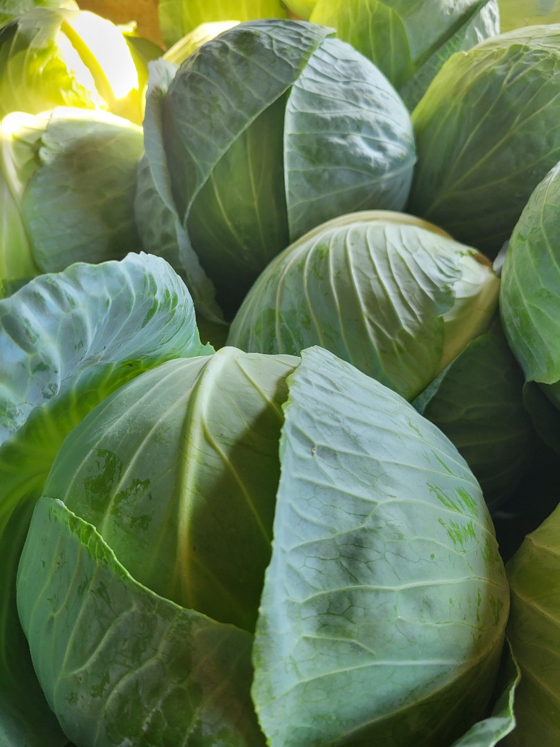 I'm selling white cabbage by the pound or kilogram