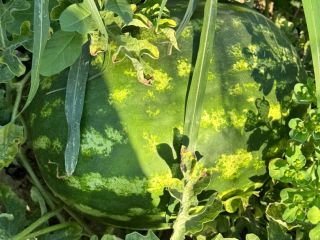 Fresh melons, local producer, sold directly from the field,