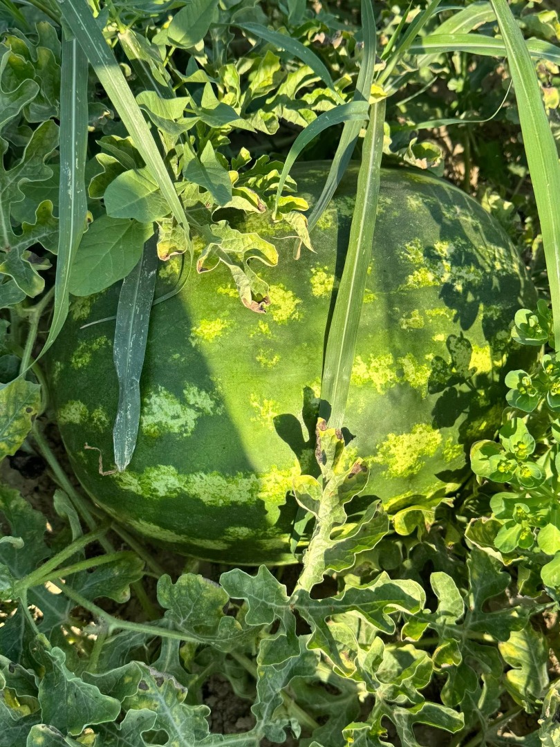 Fresh melons, local producer, sold directly from the field, unopened field