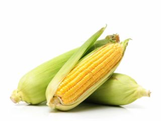 Hello We are selling fresh sweet corn. Please contact