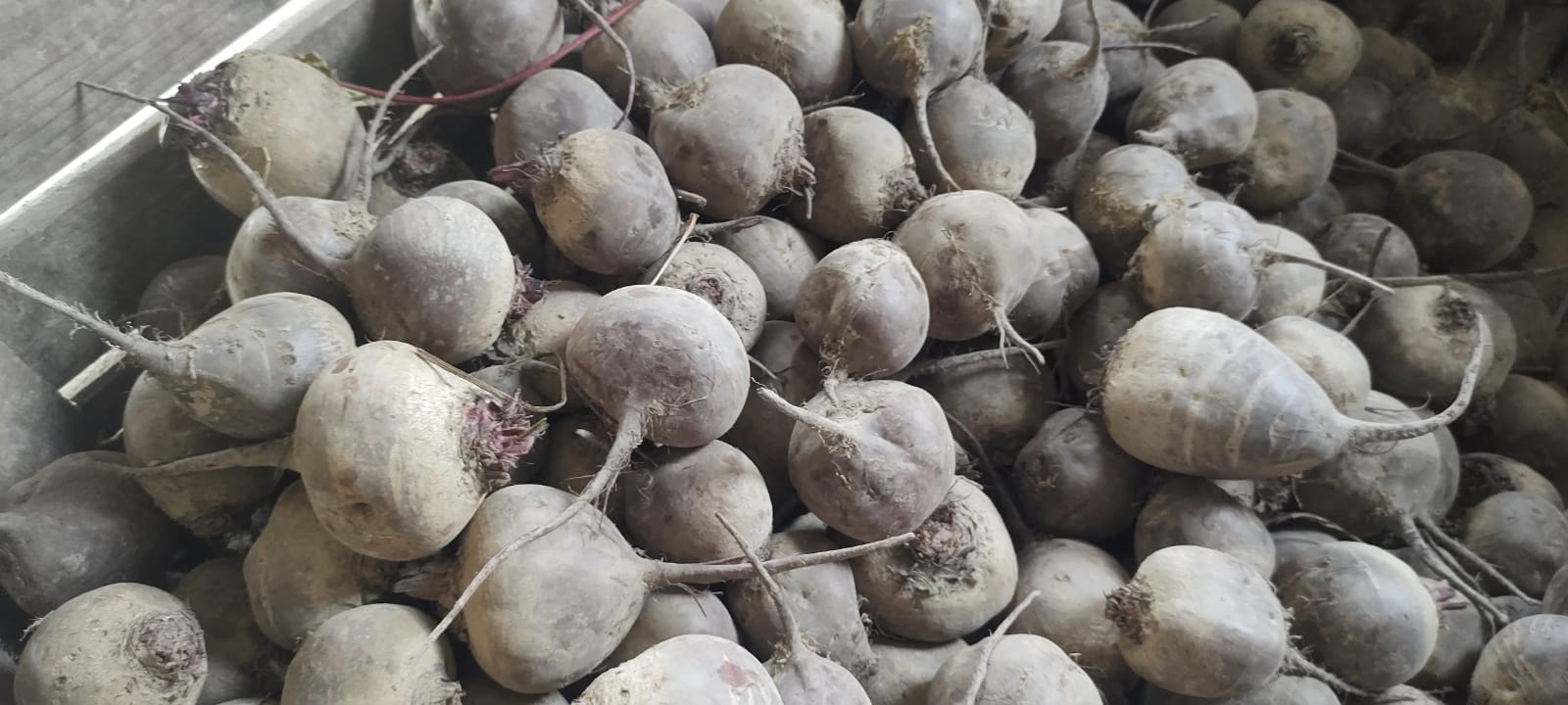 I'm selling beetroot, Monty variety, certified organic, in full-ton quantities, with any packaging options