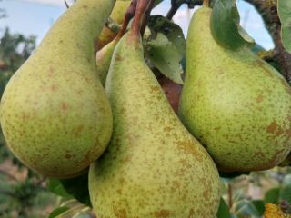Conference pears for sale + - 1500 kg. More