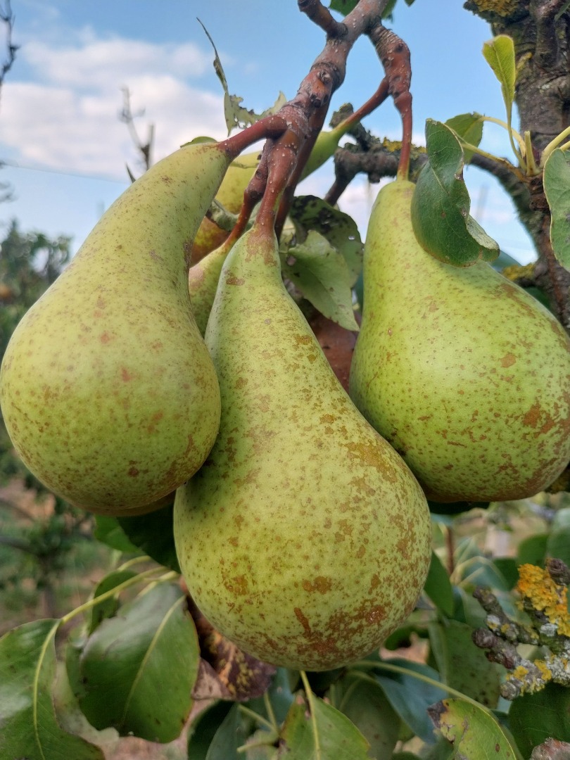 Pere Conference in vendita + - 1500 kg