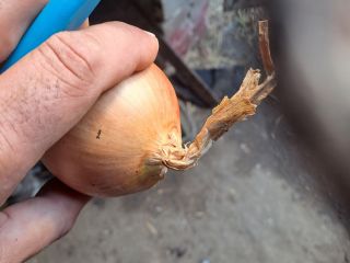 I am selling onions suitable for bags with a