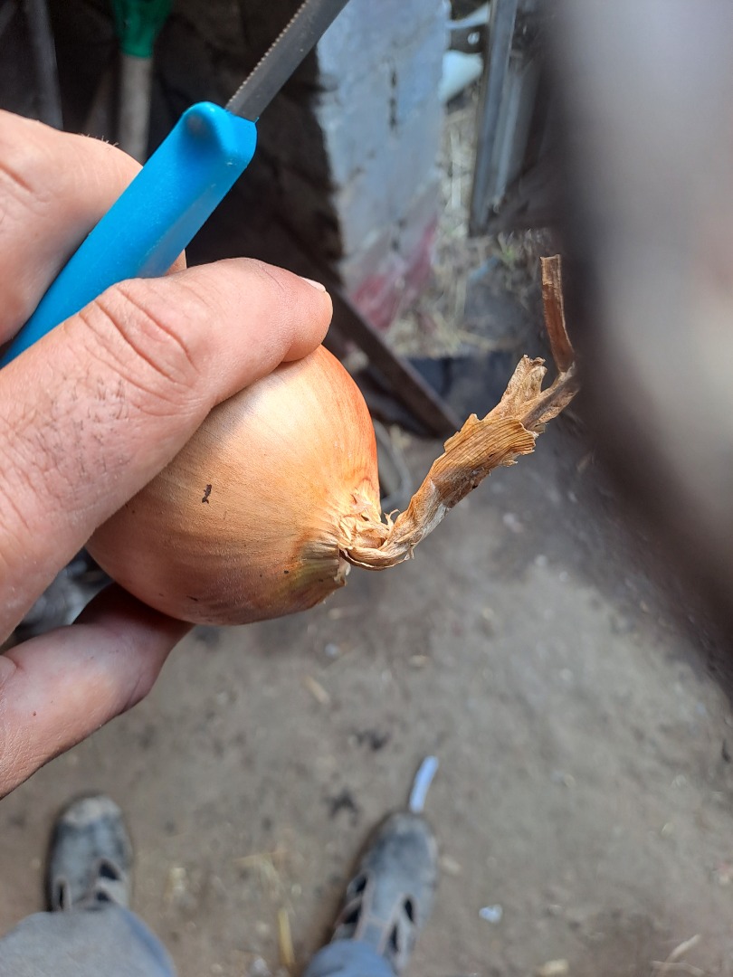I am selling onions suitable for bags with a thin neck, light skin and very good health