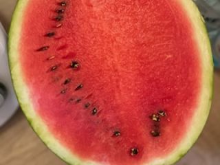 I'm selling a Polish Melia watermelon. Sweet and juicy.