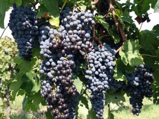Wine grapes. Merlot, Malvasia, Trebbiano Toscano. Cerveteri area.