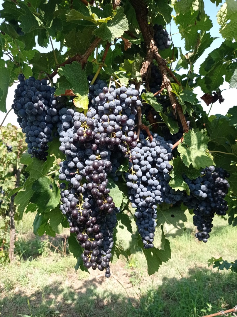 Wine grapes