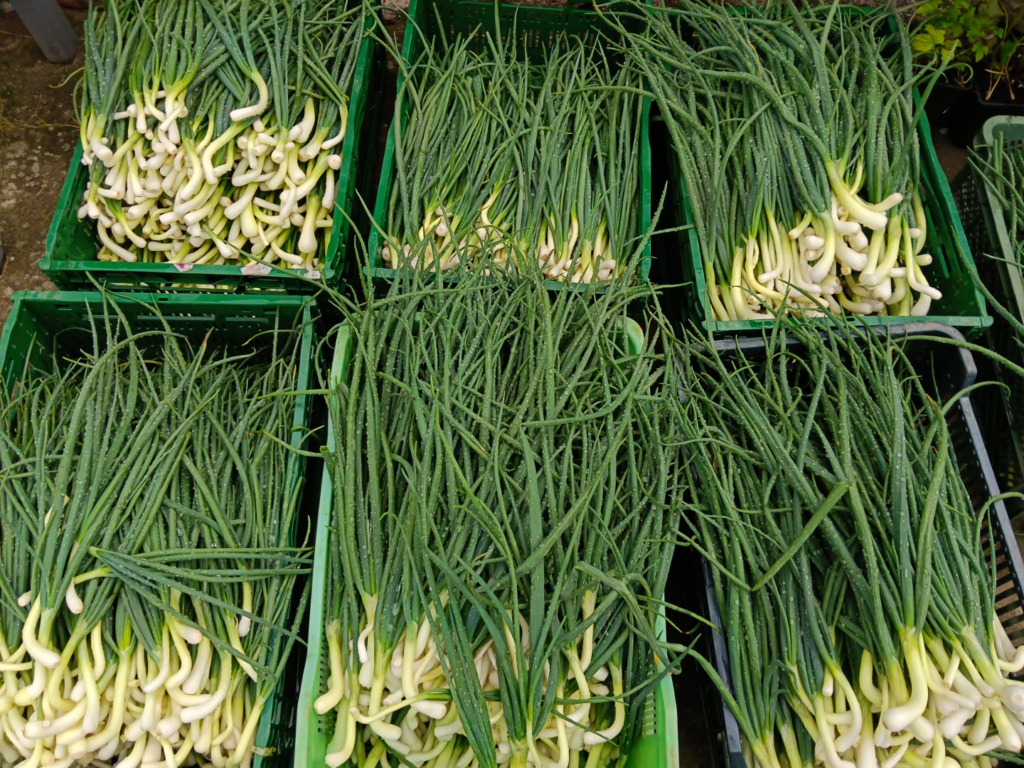 I am selling chives and onions, nice, clean stuff