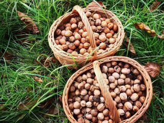 Hello, I am selling organic walnuts from the orchard,