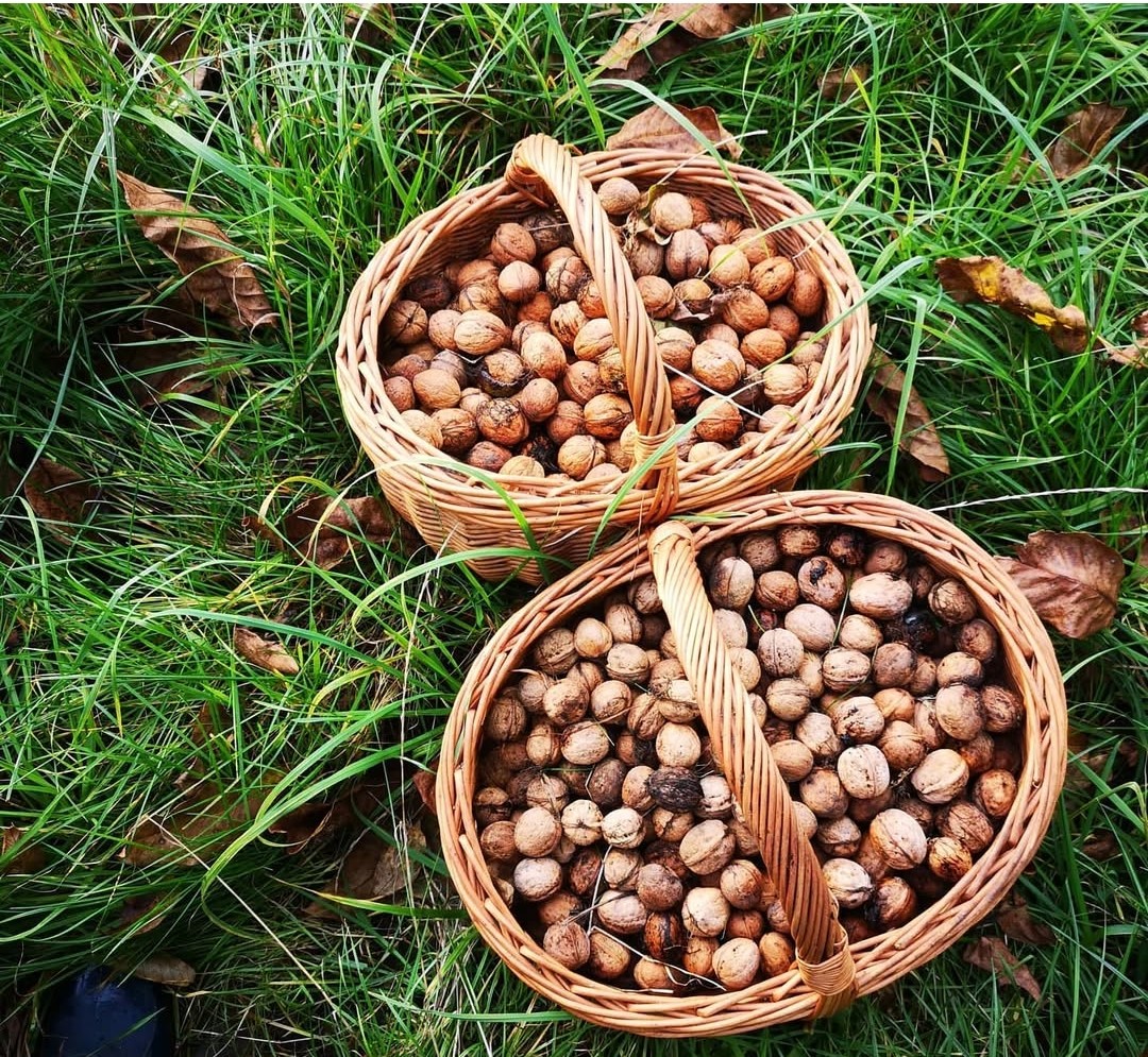 Hello, I am selling organic walnuts from the orchard, I also have apples, plums, and grapes