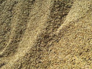 Hello, I'm selling oats from my own garden. No