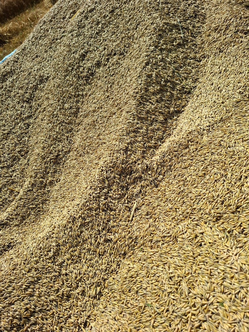 Hello, I'm selling oats from my own garden