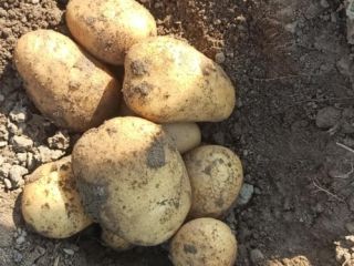 Queen Anna potatoes for sale. 15 kg bags or