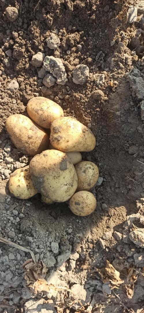 Queen Anna potatoes for sale