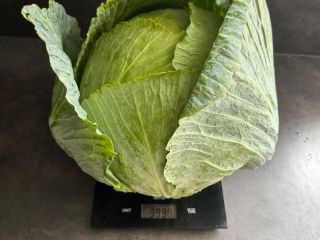 Terminator variety. White cabbage, please.