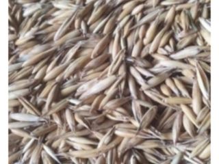Oats harvest of this year's harvest, clean and dry