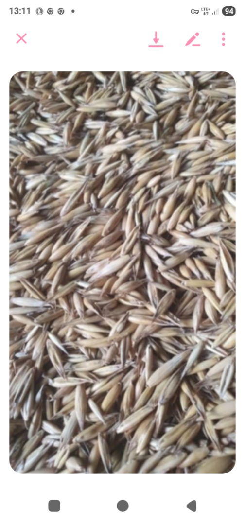 Oats harvest of this year's harvest, clean and dry