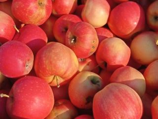GÁLA and GOLDEN apples for pálinka and mash for