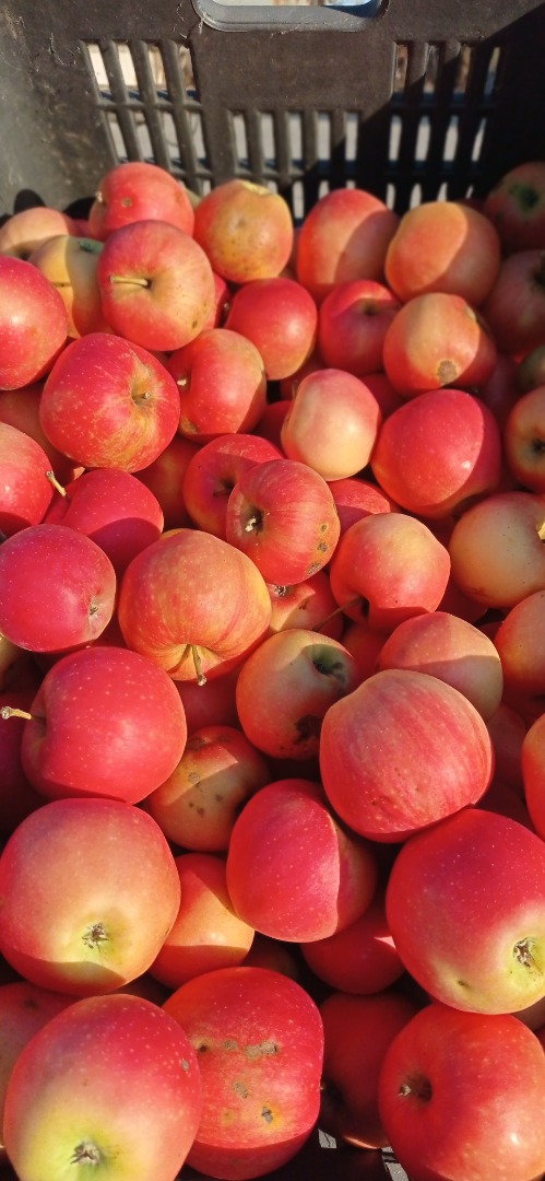 GÁLA and GOLDEN apples for pálinka and mash for sale in SZEKSZÁRD