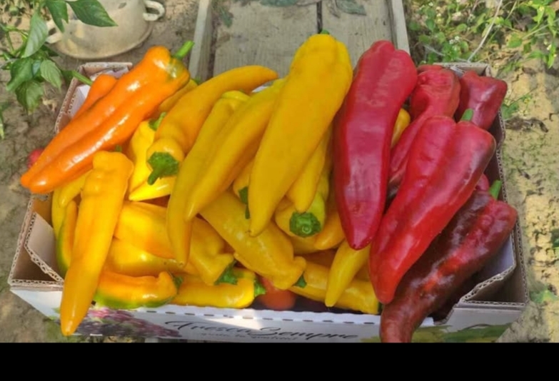 Hello, I am looking for a buyer of long sweet colored peppers (red, yellow and orange), peppers directly from the farmer, place of collection of peppers
