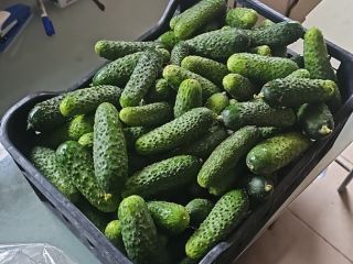 I have a cucumber for sale, wrapped in plastic,