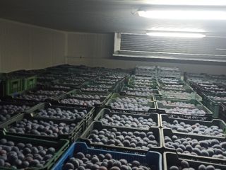 TopHit plums for sale. I offer fresh, high-quality plums.