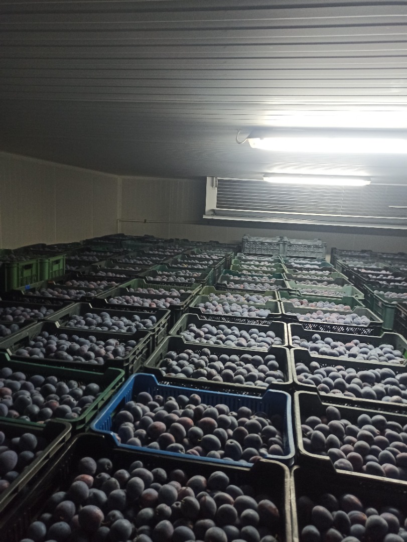 TopHit plums for sale