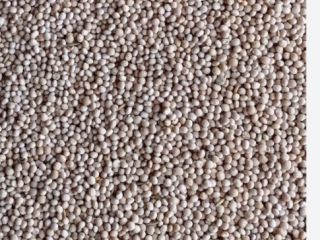 I will sell sweet lupine, Boregina variety, quantity 15