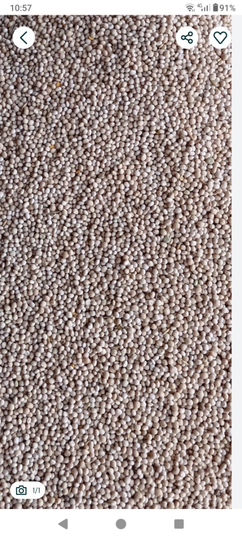 I will sell sweet lupine, Boregina variety, quantity 15 tons
