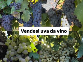 I sell wine grapes