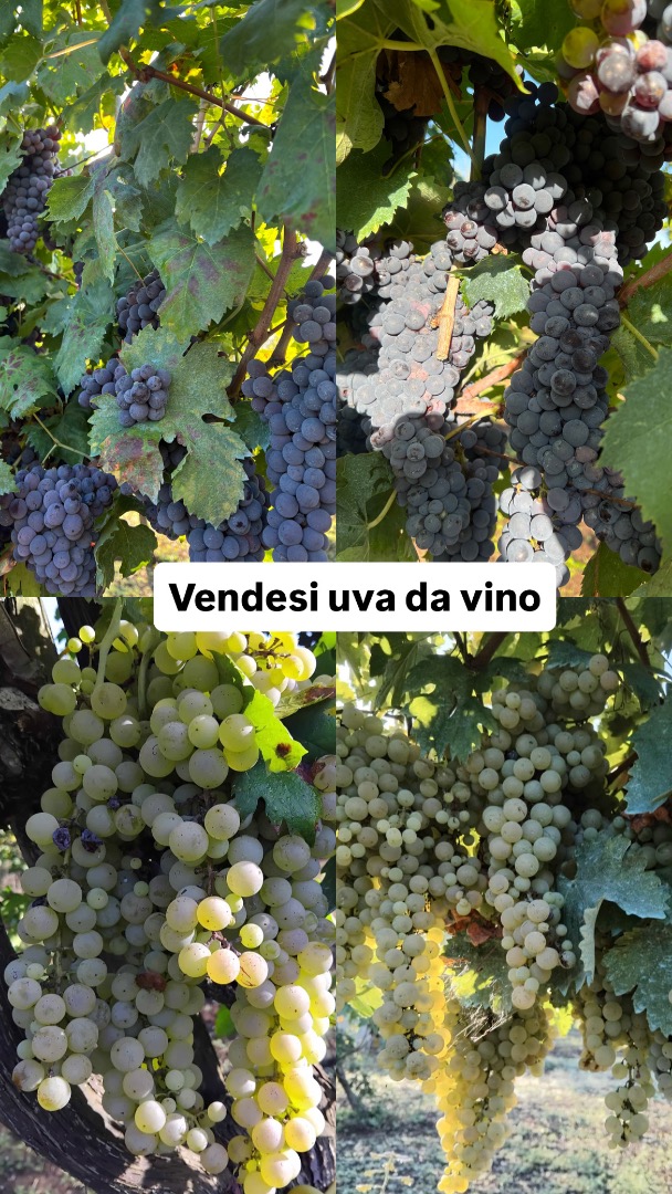 I sell wine grapes