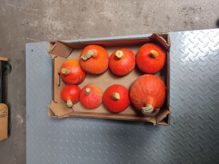 Hello, I'm selling a beautifully colored, flawless Hokkaido pumpkin.