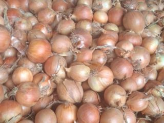 Hello. I'm looking for export yellow onions, 60-70+ caliber.