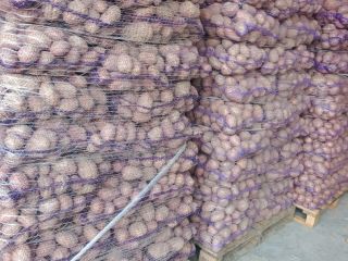 Hello. I have yellow potatoes for sale: Soraya, Ignacy,