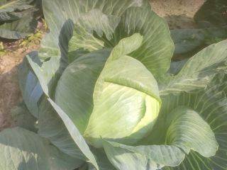 Hello, I have white cabbage, carrots and beets for