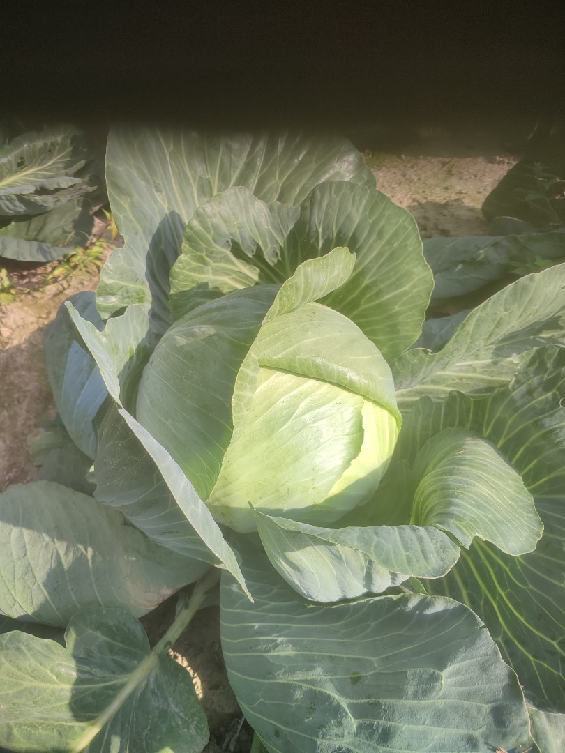 Hello, I have white cabbage, carrots and beets for sale