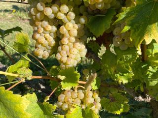 Selling Premium Grapes - Kutjevo Wine Region. Freshly harvested