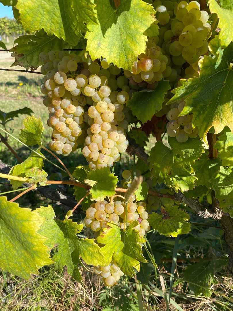 Selling Premium Grapes - Kutjevo Wine Region