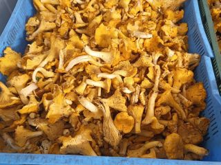 I will sell chanterelles, bay boletes and boletus in