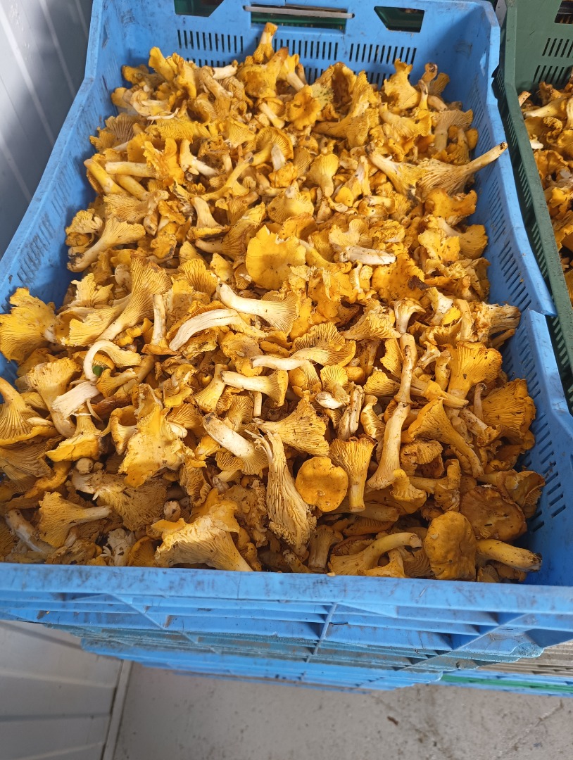 I will sell chanterelles, bay boletes and boletus in wholesale quantities