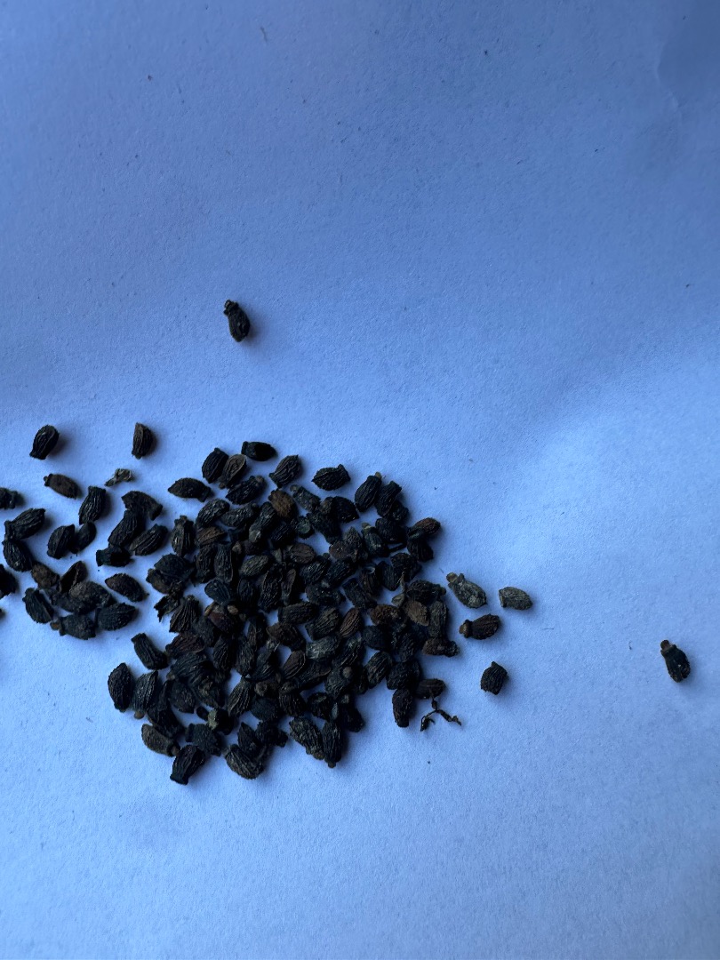 A farm located in eastern Poland will sell truckloads of huskless pumpkin and borage seeds