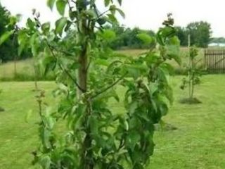I will buy a 2-year conference pear on quince