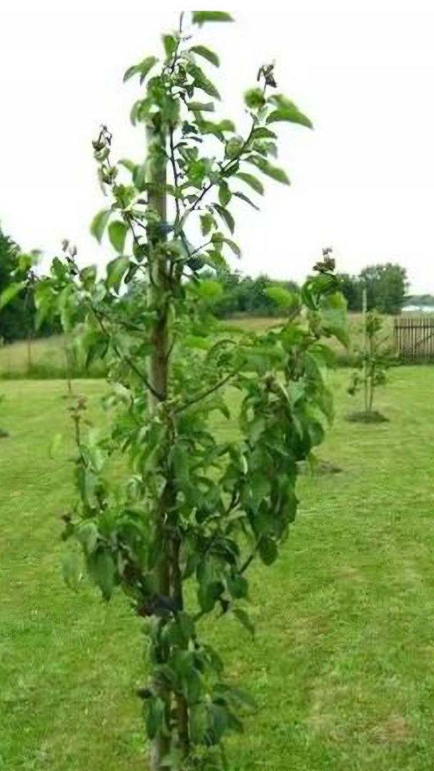 I will buy a 2-year conference pear on quince