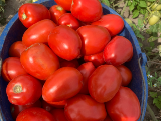 Hello, for sale are beautiful, large, field-grown tomatoes, perfect