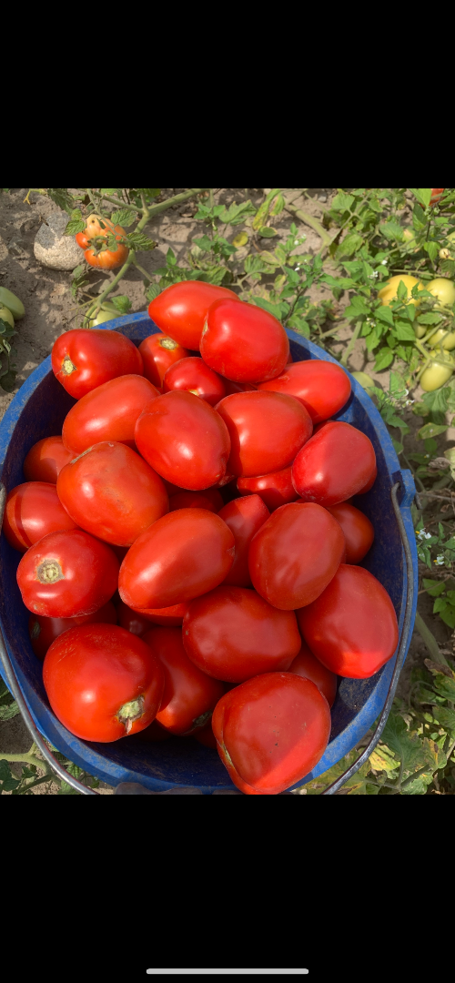 Hello, for sale are beautiful, large, field-grown tomatoes, perfect for both pureeing and eating