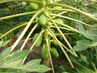 THE BEST PAPAYA IN THE REGION