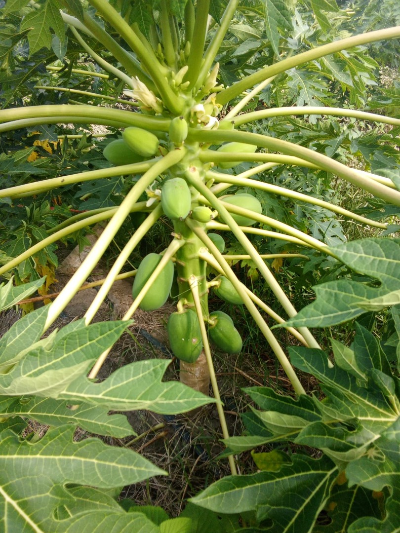 THE BEST PAPAYA IN THE REGION