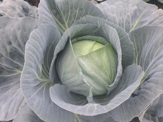 I am selling white and red cabbage. Any quantity